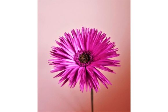 Spider Gerbera Templates for Embroidery Projects